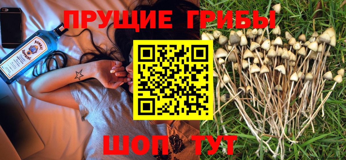 Псилоцибиновые грибы Psilocybe Дзержинск